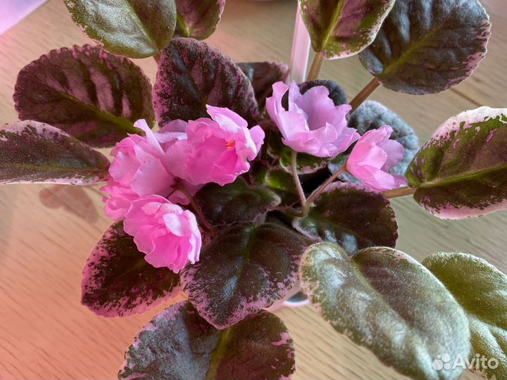 Фиалка Ле-лейла