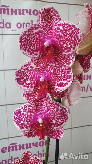 Орхидея фаленопсис цветущая в ассортименте