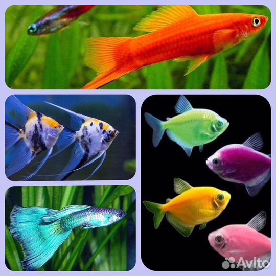 Аквариумные рыбки, улитки, растения, корм