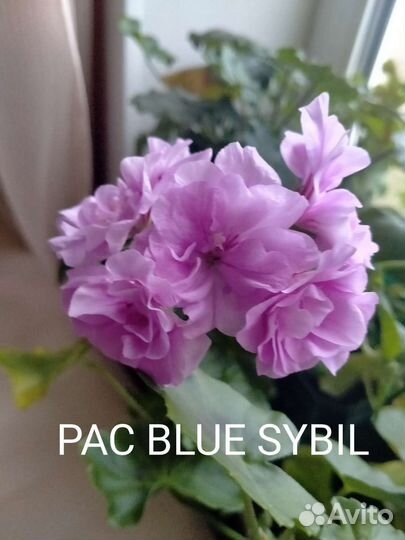 Пеларгония герань сортовая