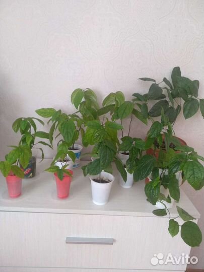 Клеродендрум