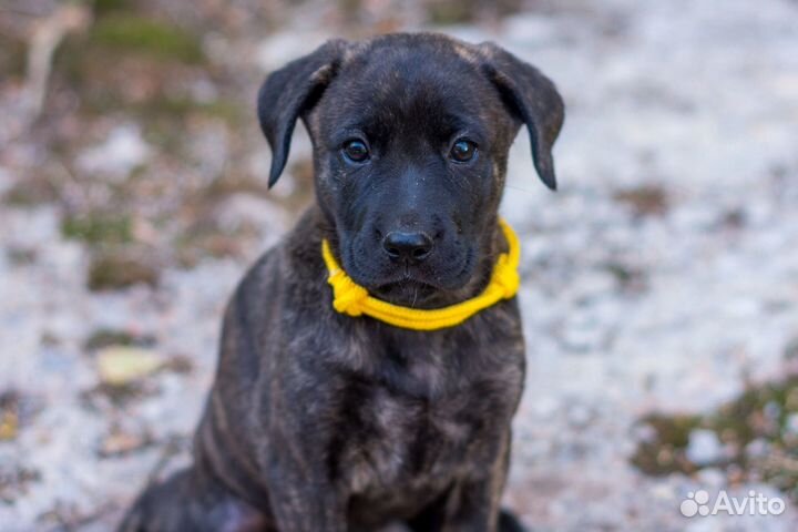Щенок ищет дом