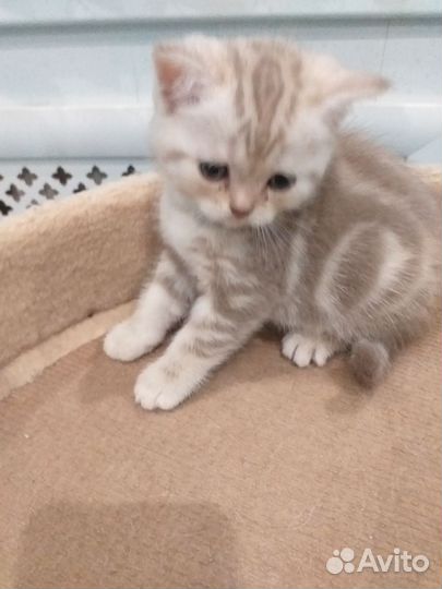 Шотландские котята