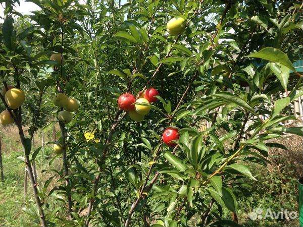 Саженцы Шарафуги Вельвет