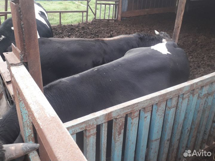 Бычки джерси