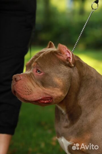 Американский Булли вязка