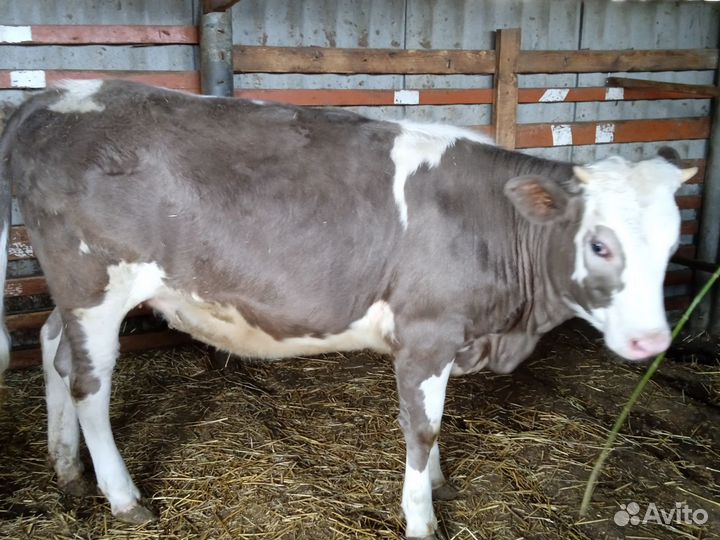 Тëлочка 10 месяцев