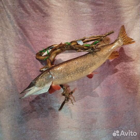 Чучело крупной щуки