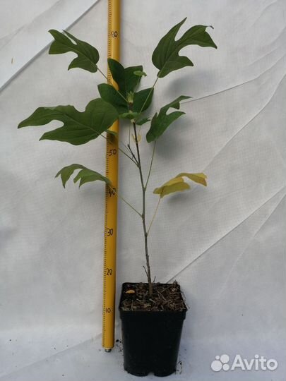 Лириоденрон Тюльпановый (тюльпанное дерево)