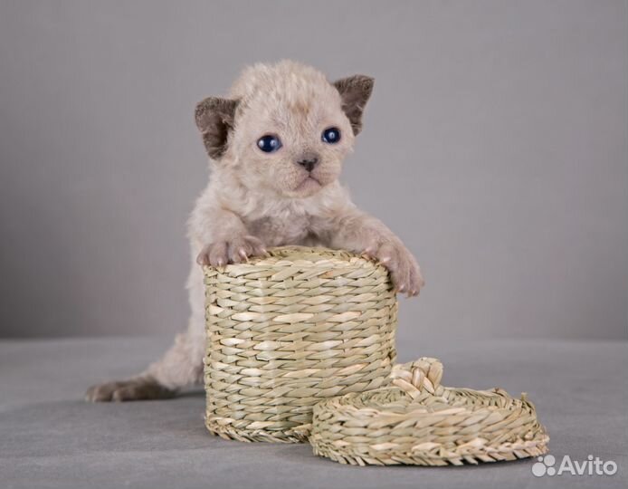 Девон рекс - Эльфы из Девоншира