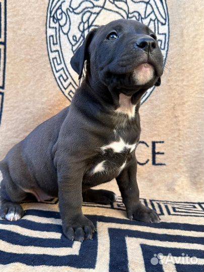 Щенки стаффорда