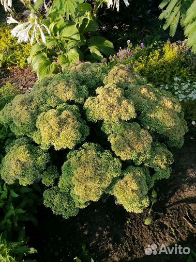 Злаки, очитки, молодило