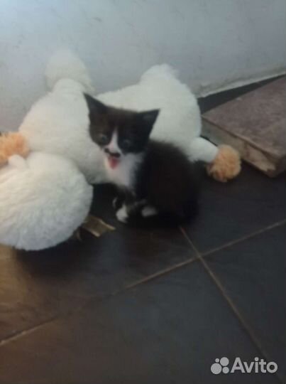 Котята в добрые руки бесплатно