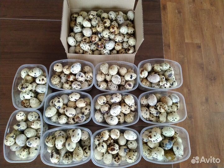 Яйца перепелиные столовые и инкубационные