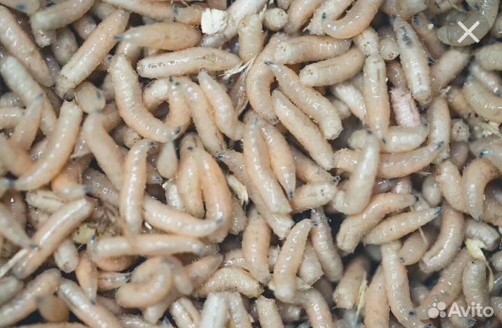 Опарыш белый Опарыш красный