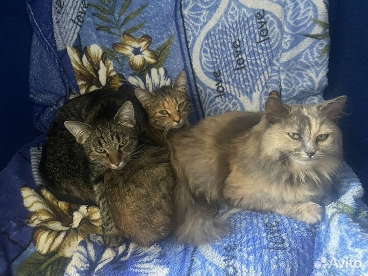 Кошка в дар