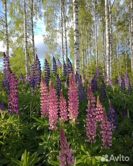 Многолетние цветы и кустарники