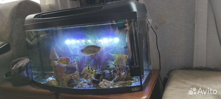Аквариум