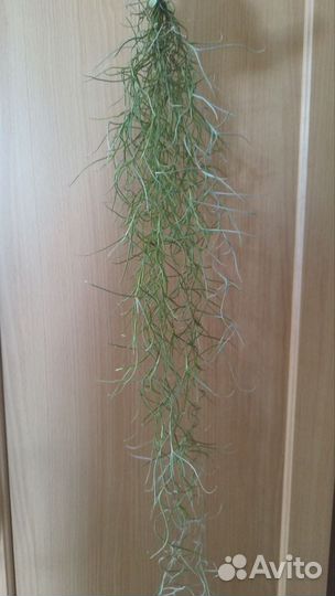 Тилландсия уснеевидная