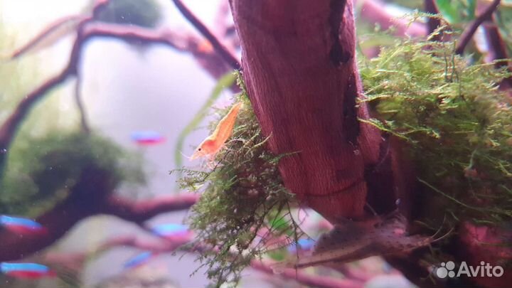 Креветка оранжевая