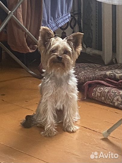 Йоркширский терьер