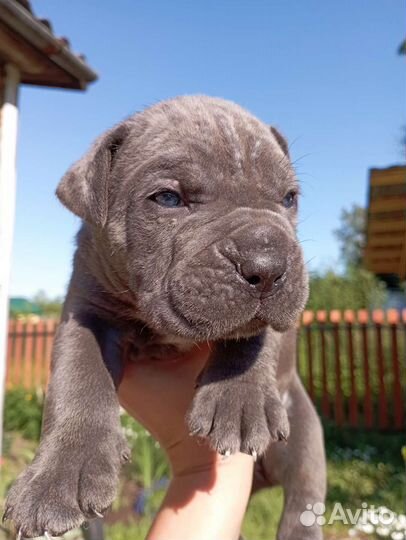 Щенки Кане Корсо