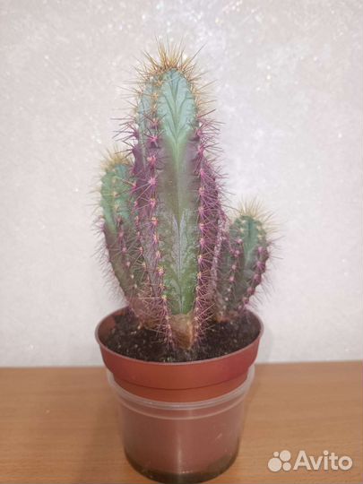 Кактус