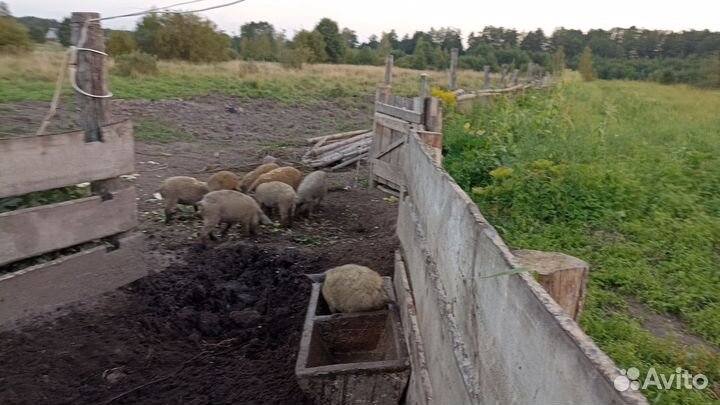 Венгерская мангалица