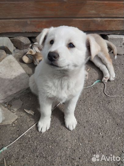 Собаки хаски