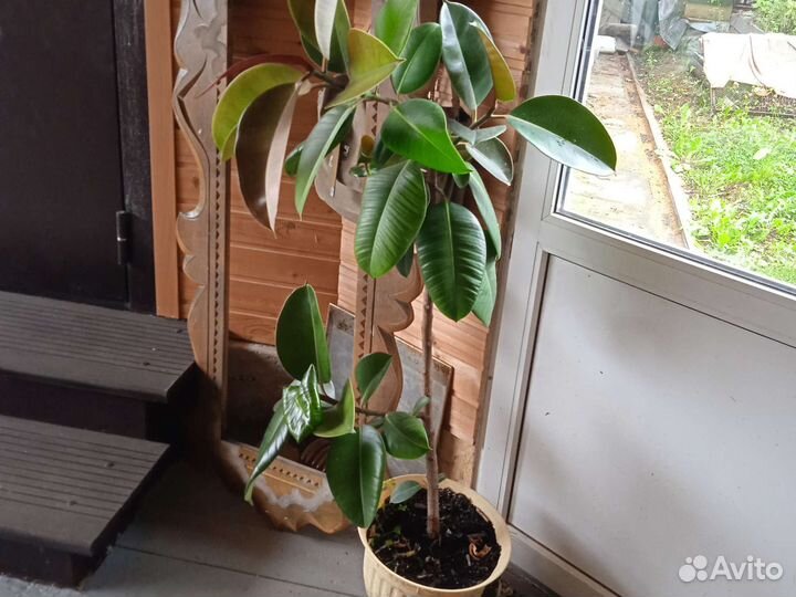 Фикус бенджамина большой