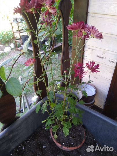 Хризантема корейская раннецветущая