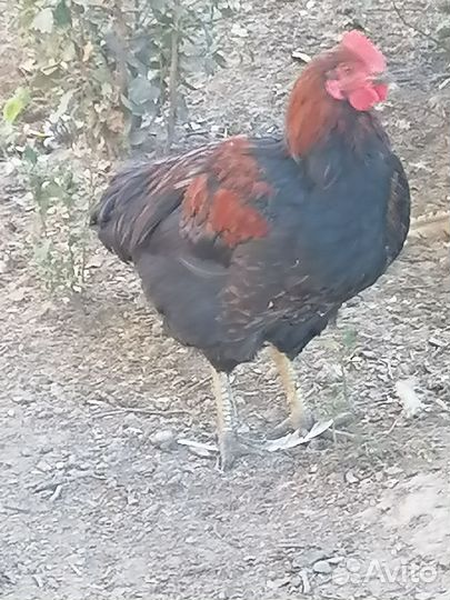 Петухи домашние 5-6мес