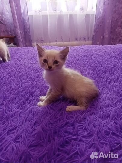 Котята отдам в добрые руки бесплатно