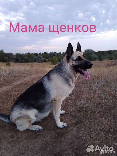 Восточноевропейская овчарка
