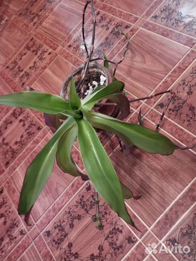 Цветок золотой ус