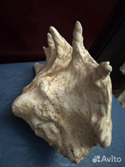 Ракушка морская