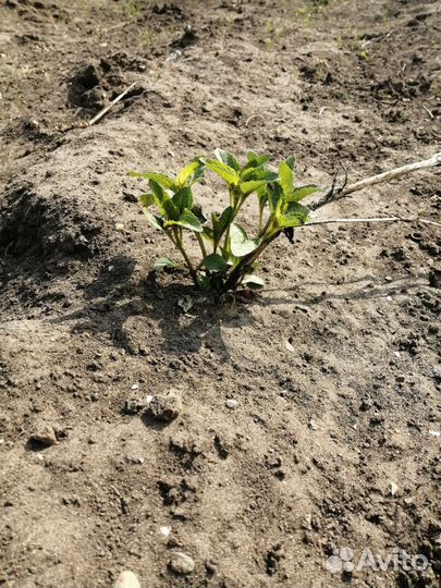 Цветы ромашки