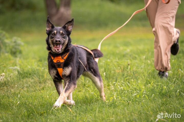 Собака из приюта в добрые руки