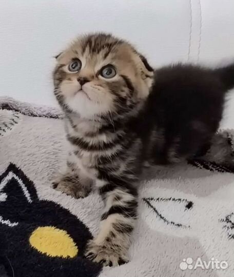 Шотландский кот вязка