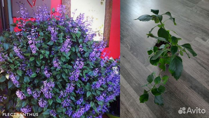 Комнатные растения