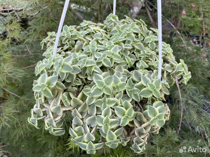 Суккуленты, ампельные