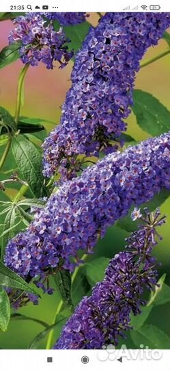 Будлея давида