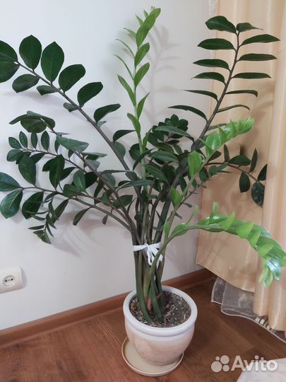 Замиокулькас(долларовое дерево)