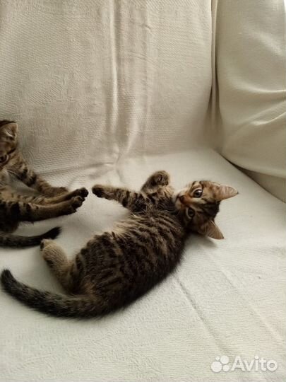 Котята 2 месяца