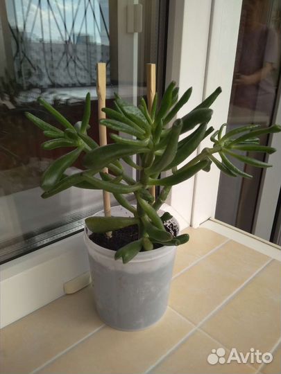 Толстянка, крассула хоббит