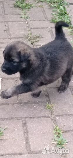 Отдам бесплатно щенков