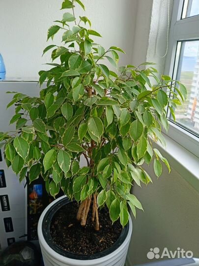 Фикус Бенджамина Бафт