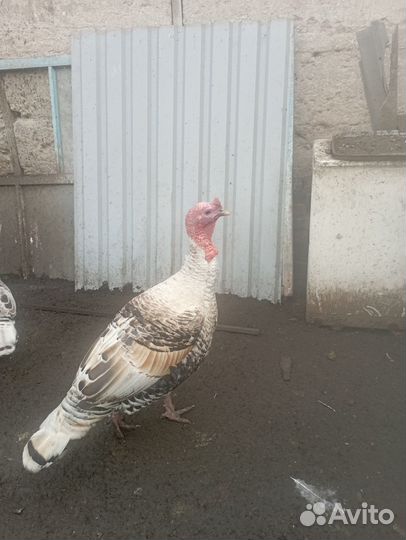 Продам индюка