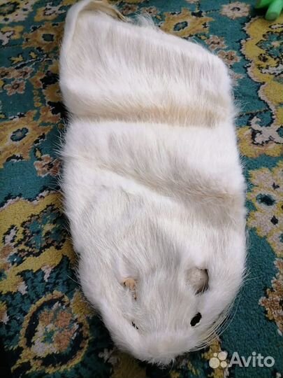 Шкурка ондатры