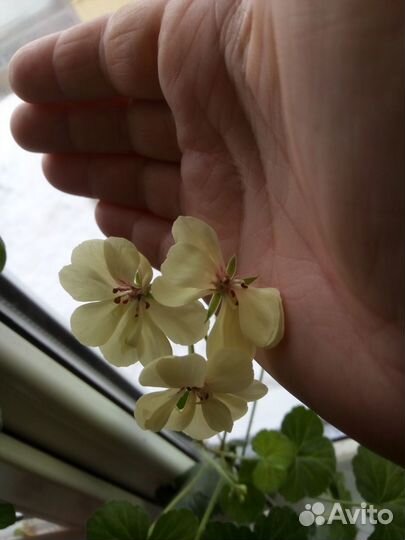 Пеларгонии зонартики